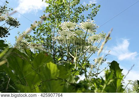 Sosnovskys Hogweed. A Giant Herculean Plant, Beautiful But Poisonous. Umbrella Family, Outdoors In T
