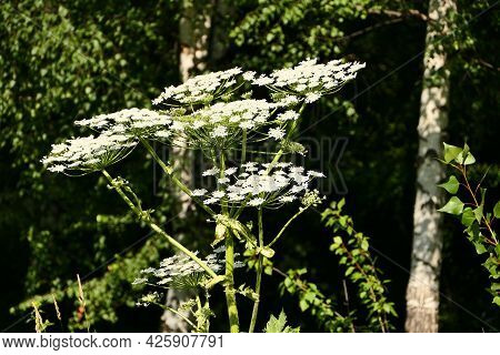 Sosnovskys Hogweed. A Giant Herculean Plant, Beautiful But Poisonous. Umbrella Family, Outdoors In T