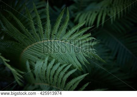 Beautiful Background Of Ferns Leaves. Green Fern Tree Growing In Summer. Midsummer Day Background