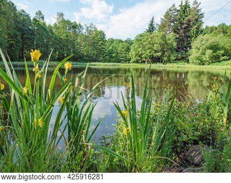 An Park Pond With And A Bed With Yellow Bright Flowers. Silent City Park