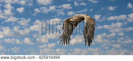 European Sea Eagle Flying In An Impressive Blue And White Sky. Bird Of Prey In Flight. Flying Birds 
