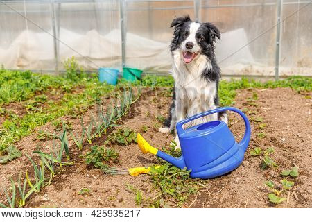 Outdoor Portrait Of Cute Smiling Dog Border Collie With Watering Can On Garden Background. Funny Pup