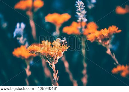 Summer florar background with lavender