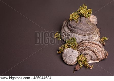 Mushroom Tinder Fungus Or Fomes Fomentarius