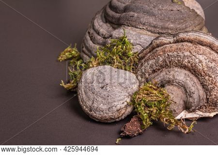 Mushroom Tinder Fungus Or Fomes Fomentarius