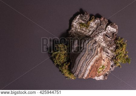 Mushroom Tinder Fungus Or Fomes Fomentarius