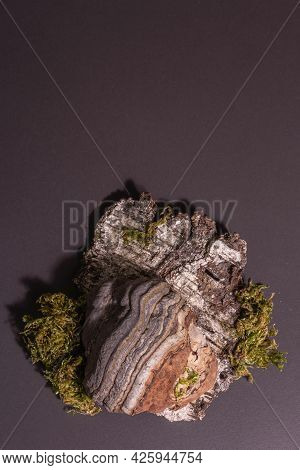 Mushroom Tinder Fungus Or Fomes Fomentarius