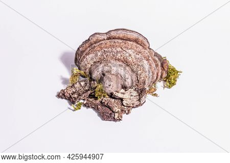 Mushroom Tinder Fungus Or Fomes Fomentarius