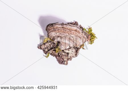 Mushroom Tinder Fungus Or Fomes Fomentarius