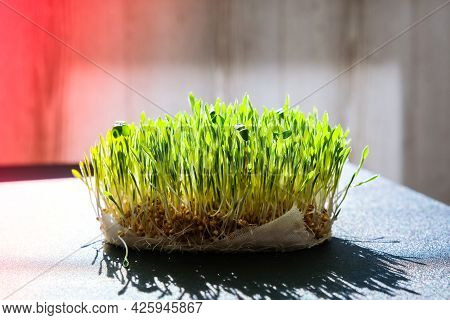 Sprouted Wheat On Table. Roots, Food, Health. Micro Green Sprouts. Organic, Vegan Healthy Food Conce