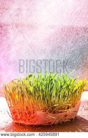 Germination Sprouted Wheat On Table. Roots, Food, Health. Micro Green Sprouts. Organic, Vegan Health