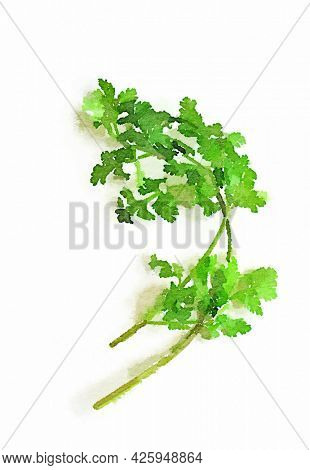 Watercolor illustration of fresh coriander leaves on white background. Hand drawn illustration of fruits and vegetables.