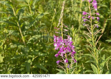 Floral Blossom Purple Flowers Green Plants Botany
