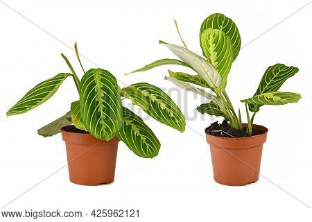 Comparison Of Raised And Lowered Leaves During Daytime And Nighttime Of Prayer Plant With Botanic Na