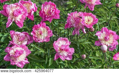 Peony Bark Stubbs - Magnificent Anemone-shaped Flowers That Look Like A Pink-crimson Saucer, Consist