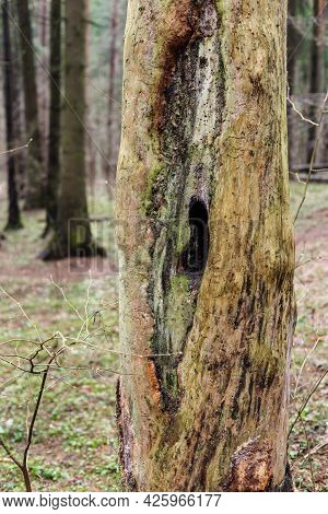 Hollow Inside A Dead Tree In The Forest.