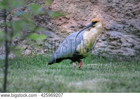 Black-faced Ibis, Theristicus Melanopis, Walking In Grass Looking For Food. Bird Found In Grassland 