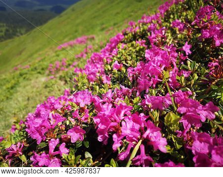 Rhododendron Flowers In The Mountains - Alpine Flora