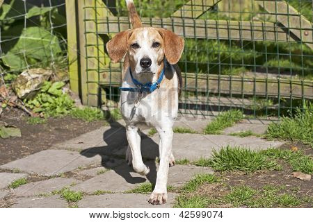 Beagle dog