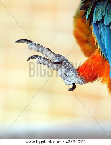 Talons of a parrot