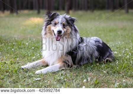 Beautiful Blue Merle Sheltie Shetland Sheepdog Dog Fwith Fluffy Fur Tri-color Sitting On A Green Gra