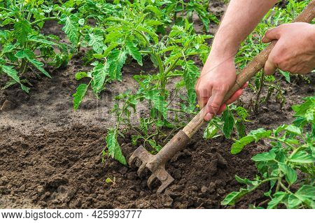 The Farmer Rakes The Soil Around The Young Tomato. Close-up Of The Hands Of An Agronomist While Tend