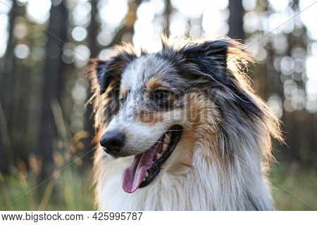 Loveoly Close-up Photo Of A Beautiful Fluffy Shetland Sheepdog Sheltie Dog On A Beautiful Sunset Bac