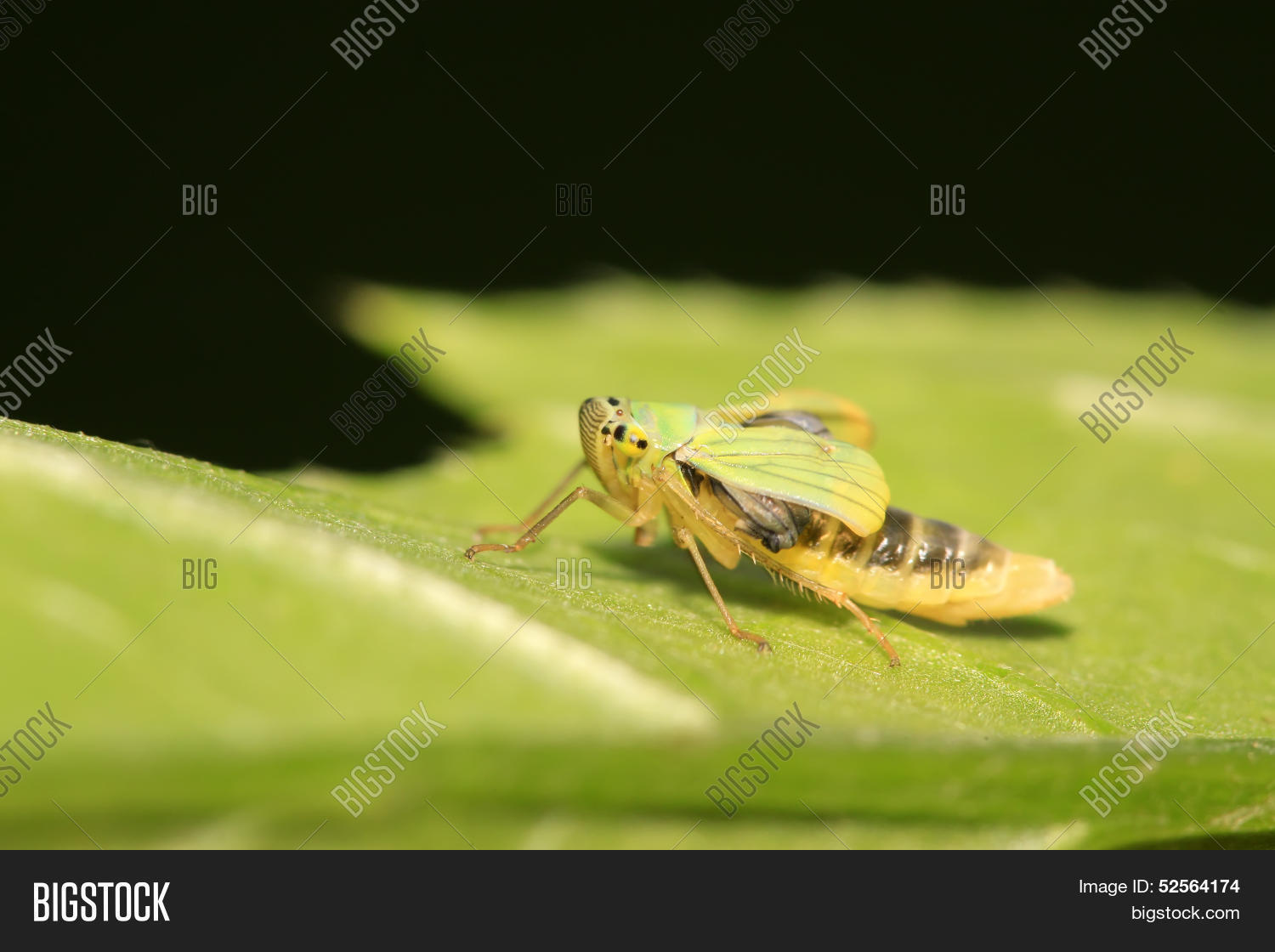 Image Preview