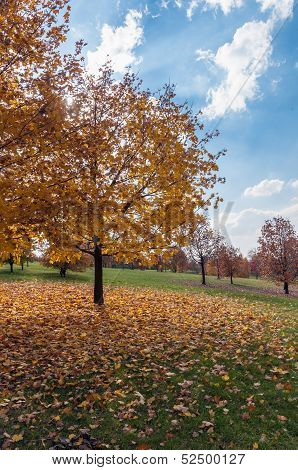 Autumn Trees In A Park
