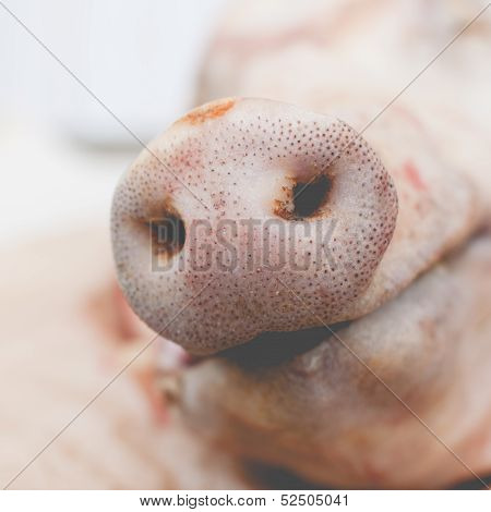 Snout Of A Pig