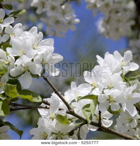 リンゴの木の花