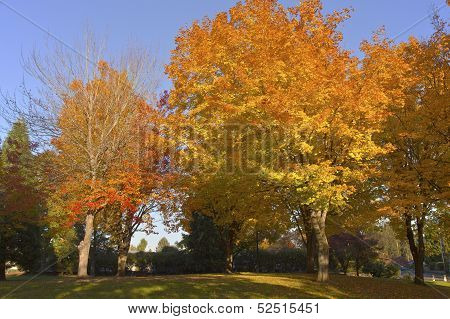 Autumn Colors In A Park.