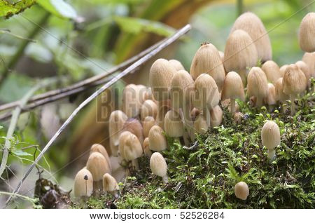 Mushrooms On A Stump