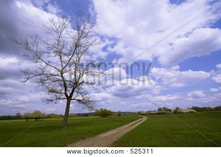 Árbol y Medow en primavera