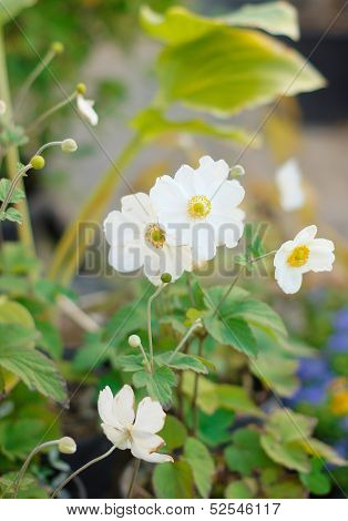 Crocus Flowers