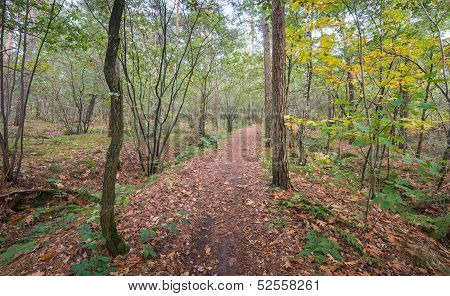 Fallen Leaves On A Forest Path In Autum