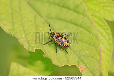 Stinkbug Nymphal On Green Leaf