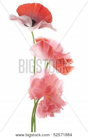 Poppy