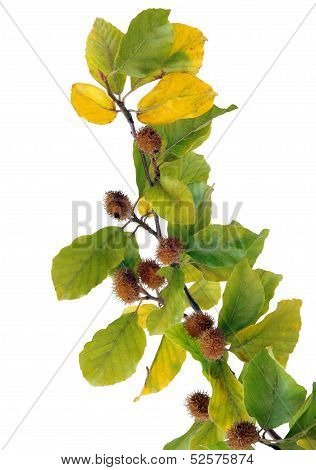twig of beech tree with brown,prickly fruits beechmast