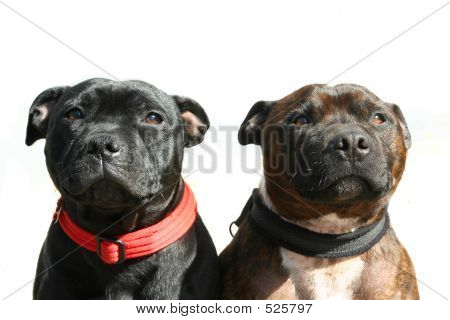 Staffordshire Terrier