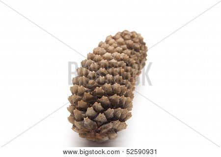 Fir cones