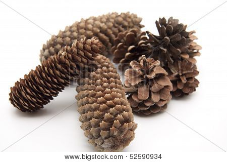 Fir cones and pine plugs