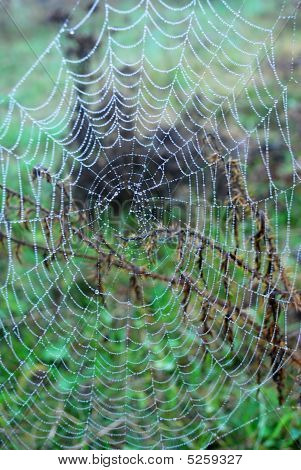 Web