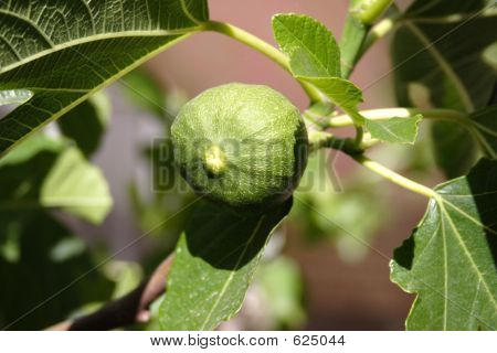 Fig. Single