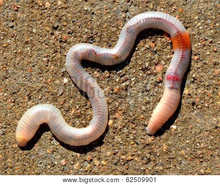 Earth Worm