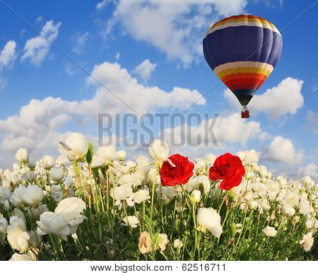 Field with blooming white buttercups. Flying over flowers huge multicolored balloon. Spring in the south