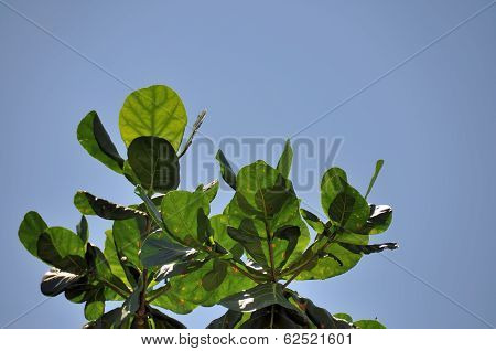 Sea Almond