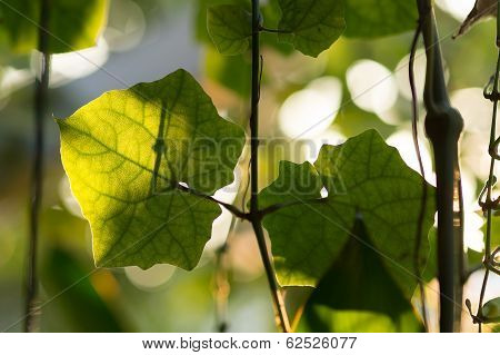 Green leaf
