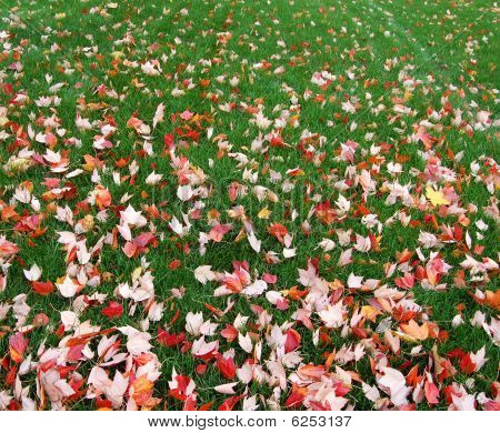 maple leaves on grass, gradient