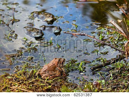 Love Of Frogs In Pond In Spring